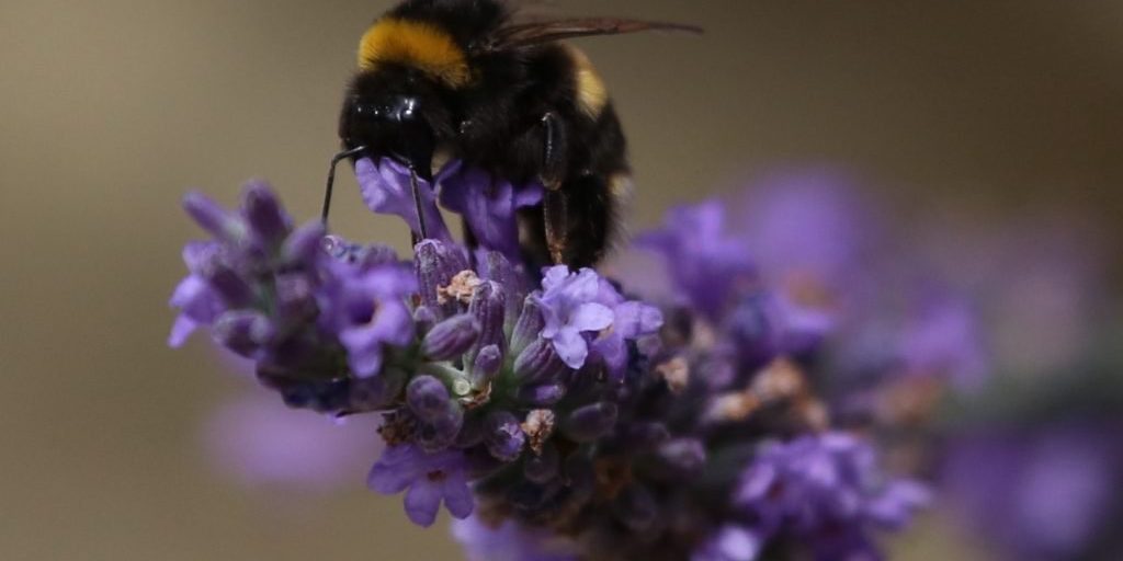 Mark Kent Bumble bee (CC BY-SA 2.0) Wir sind tierlieb